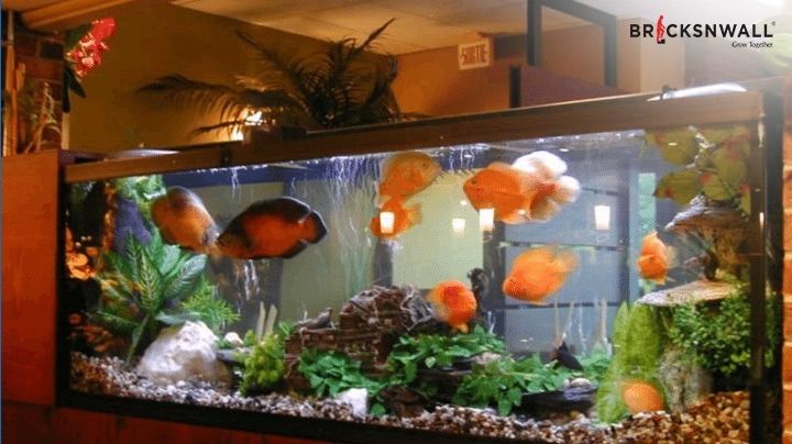 Best Vastu Fishes for Home - Aquarium Direction and its Benefits 
