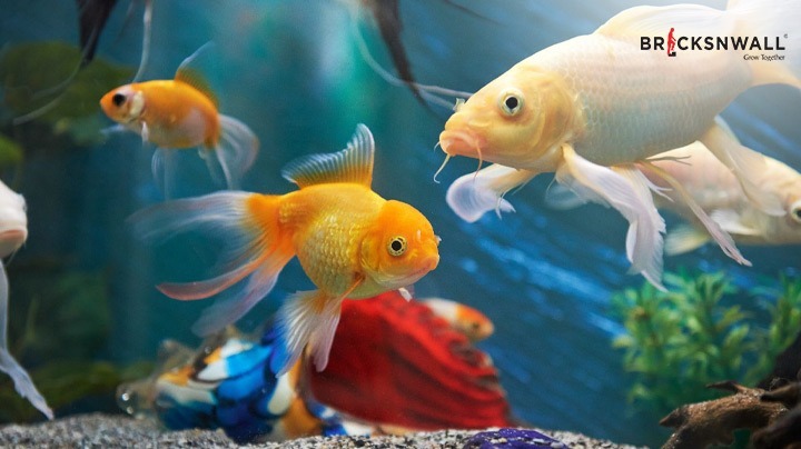 Which Types of Vastu Fishes Should You Keep at Home?