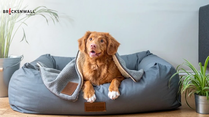 How to make your home pet-friendly?