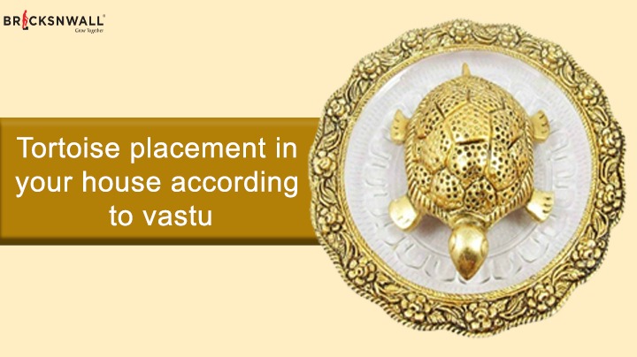 Tortoise placement in your house, according to Vastu