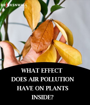 What effect does air pollution have on plants inside?