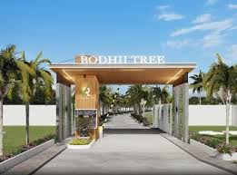 Bodhii Tree